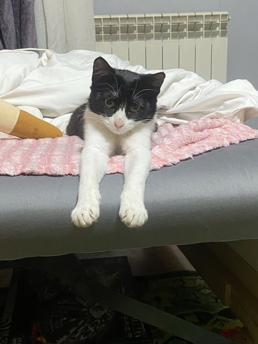 Срочно отдам кошку