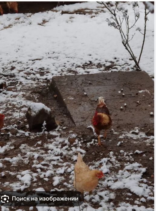 Продам домашних курей