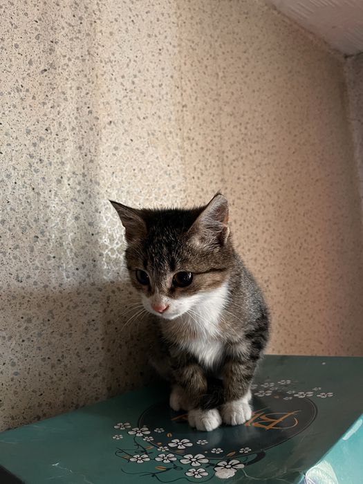 Котенок мальчик в добрые руки