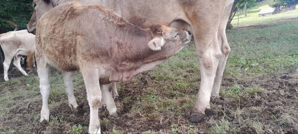 Vând vițel de 5 luni
