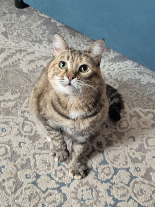 Ищу кошке свой дом