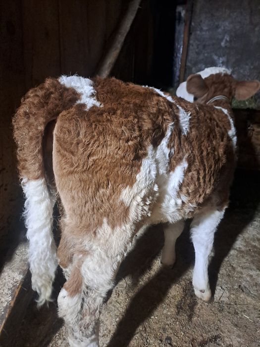 Sugari băltată si angus.