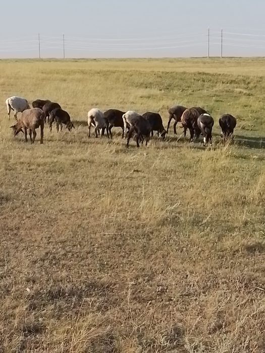 Продам баранов, 2 коров, бычка