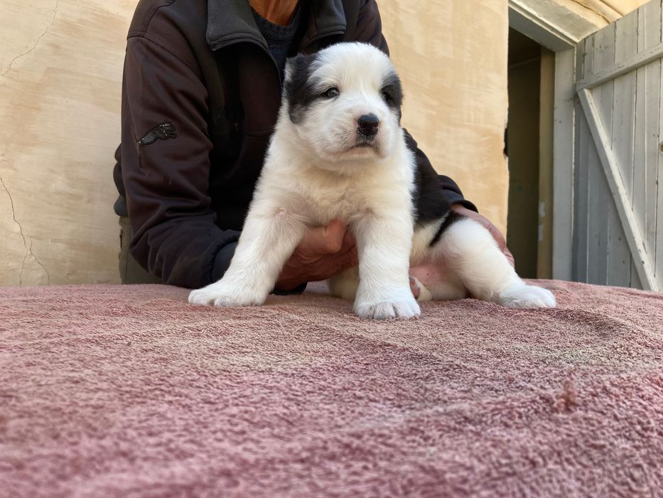 Щенок ( туркменского Алабая ) чистокровный