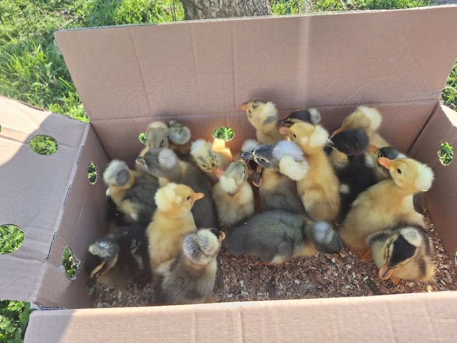 Vind rata cu mot 1 zi