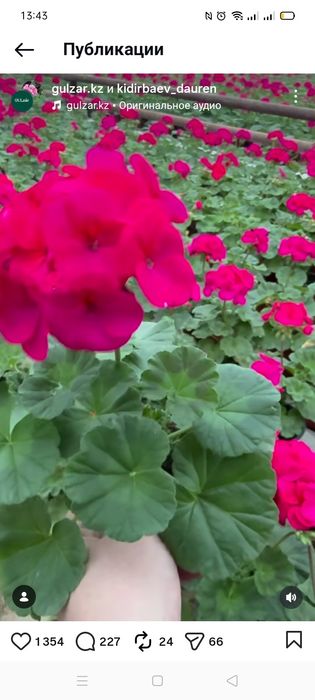 Цветок в горшке.цикламен