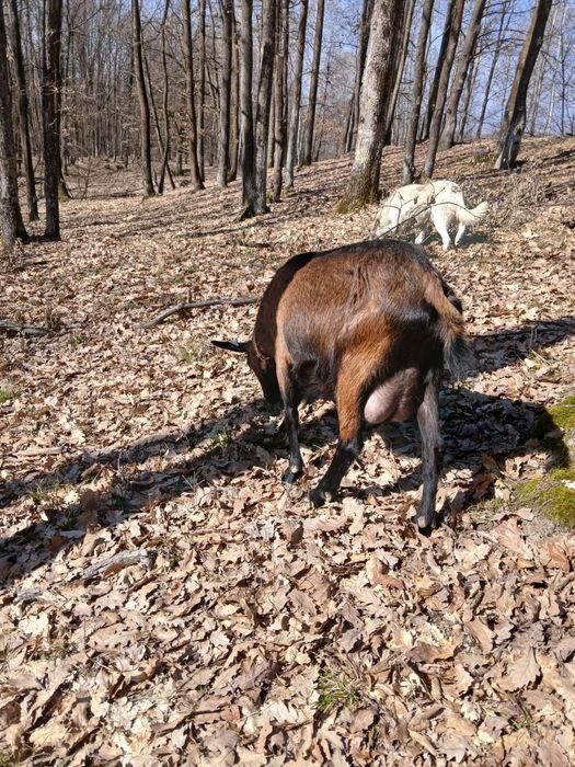 Vând capre AngloLubiane și Alpine Franceze