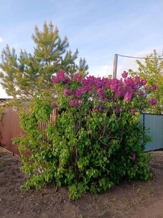 Продам дачу в Ромашке