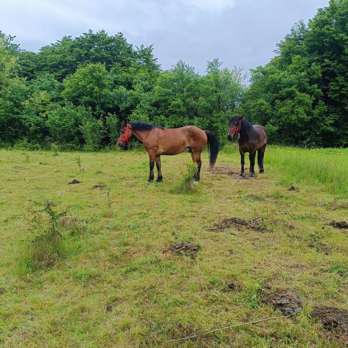 vând cal sau schimb