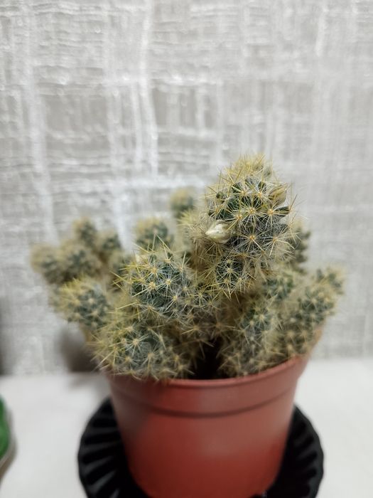 Кактусы "Мамиллярия" в цветении .