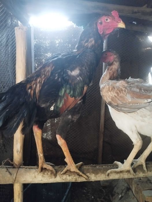 Дакан бойцовый кораз