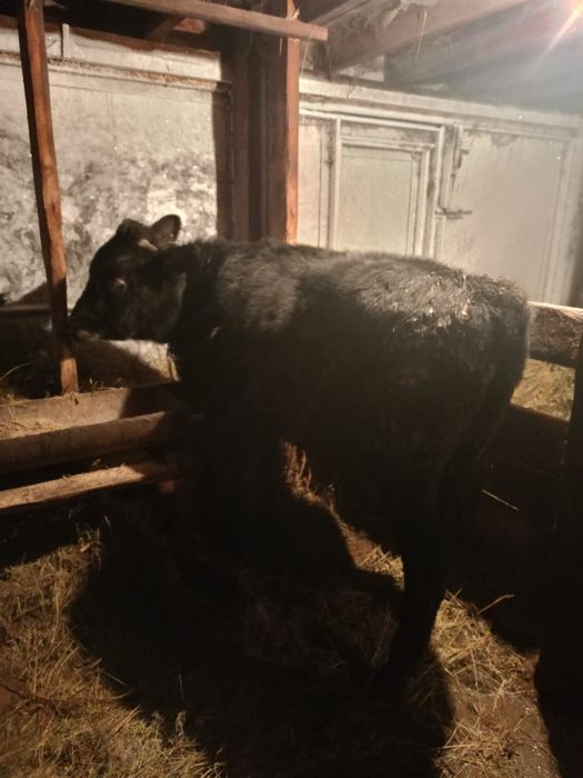 Продам  быков на доращивание