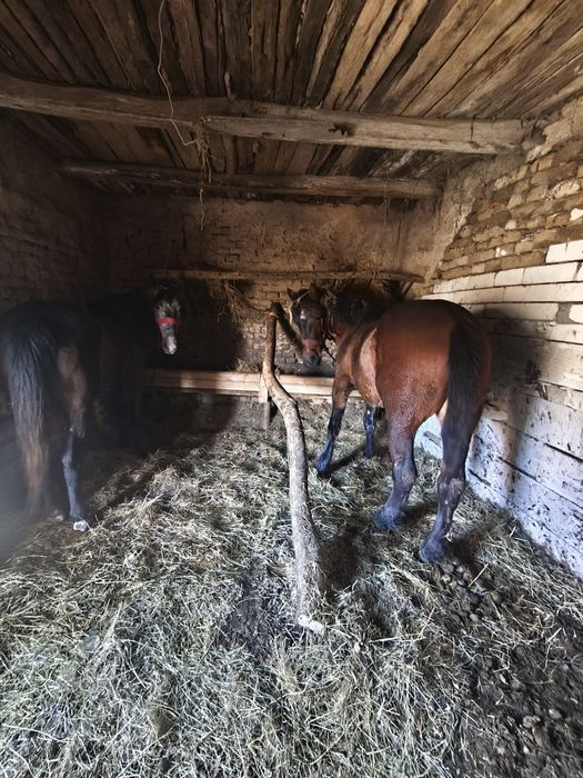 Vând mânz de 3 ani