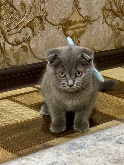 Продается британский скоттиш фолд вислоухий