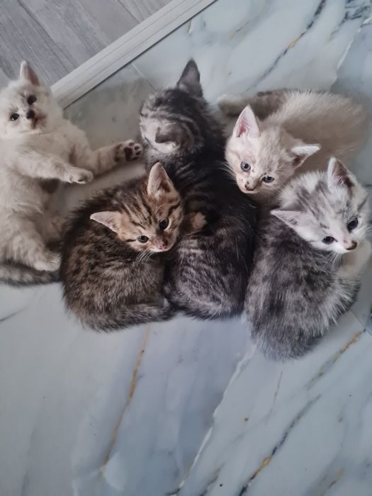 Котята бесплатно