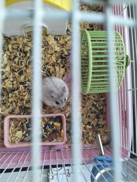 Срочно продам клетку с хомяками.