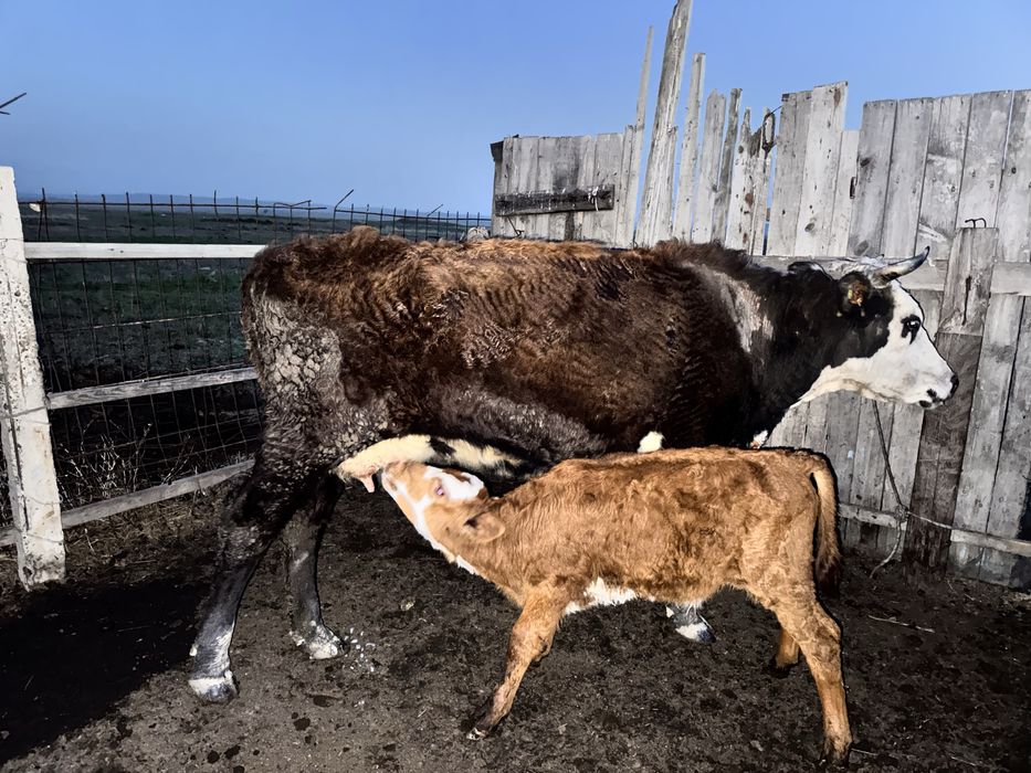 Коровы 30 голов за 20 млн