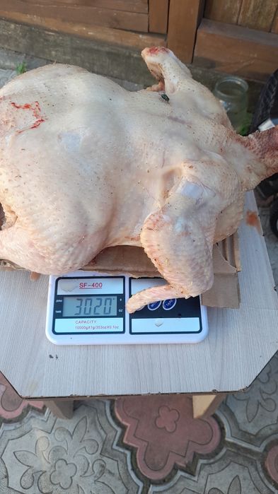 Продам мясо броллеров
