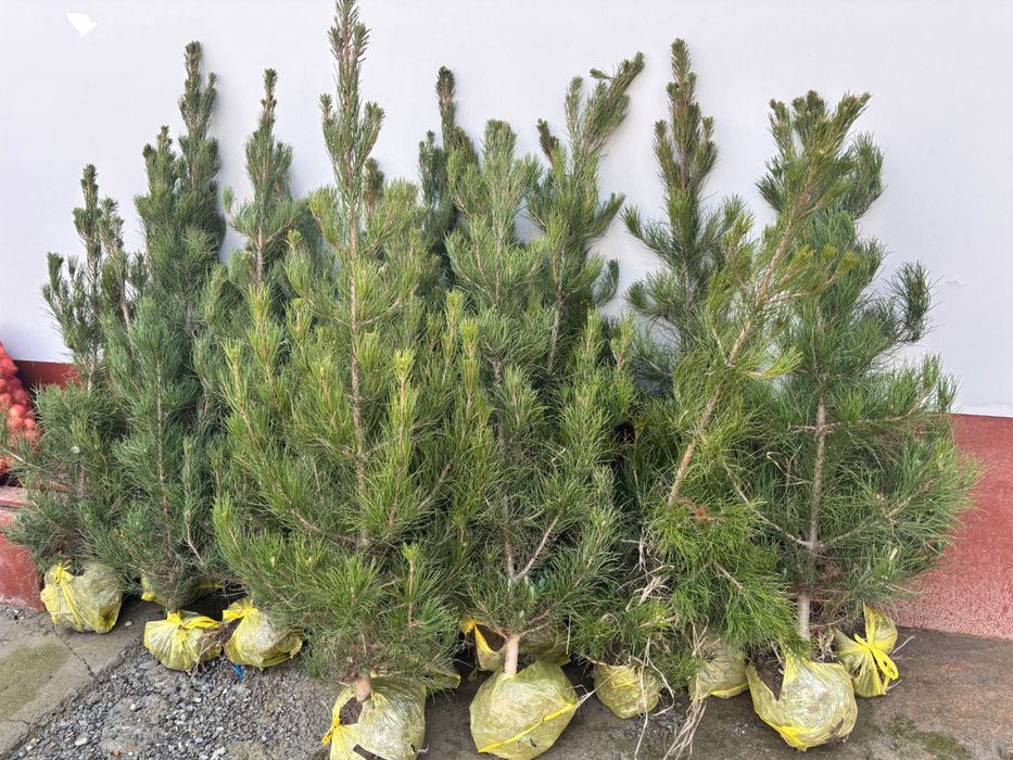 Арчалар 2026 саженцы