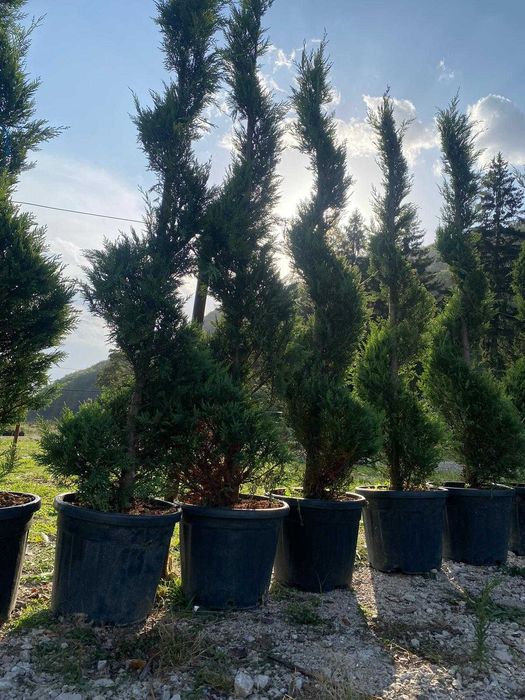 Pon Pon - Tuia Spiral - Leylandii - Plante pentru Gradina