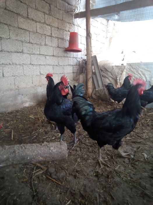 Qora shaxzoda xo'rozlari sotiladi