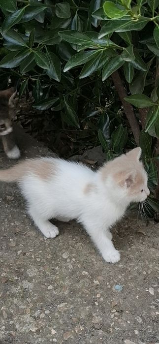 Подарявам малки котенца