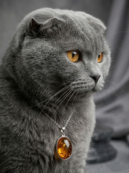 Darhol Sotiladi! Rossiyadan elit Scottish Fold! Toza qon, 1.5 yosh (Ta