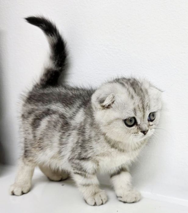 висЛоуХие ШотЛанДскиЕ КотЯтА..