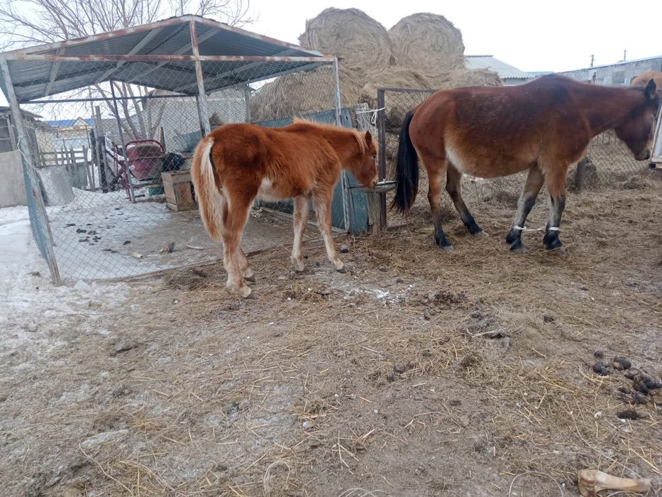 Жабағы сатылады урғашы