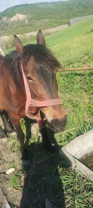 Vând o iapa bună de tras
