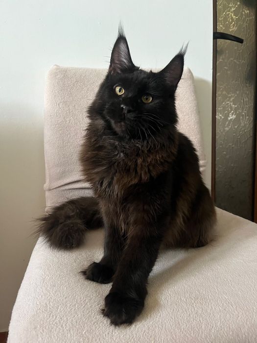 Baietel Maine Coon PEDIGREE Felisa