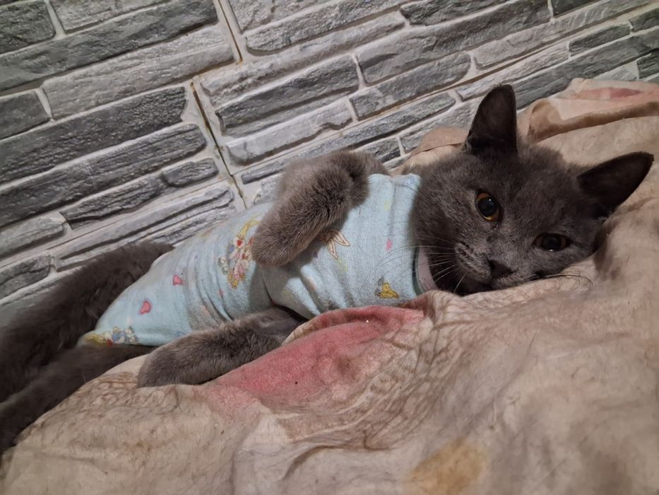 Красавица Салли в поисках дома!!