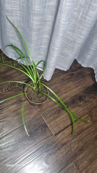 Выскочка розовая - зефирантес, домашние цветы.