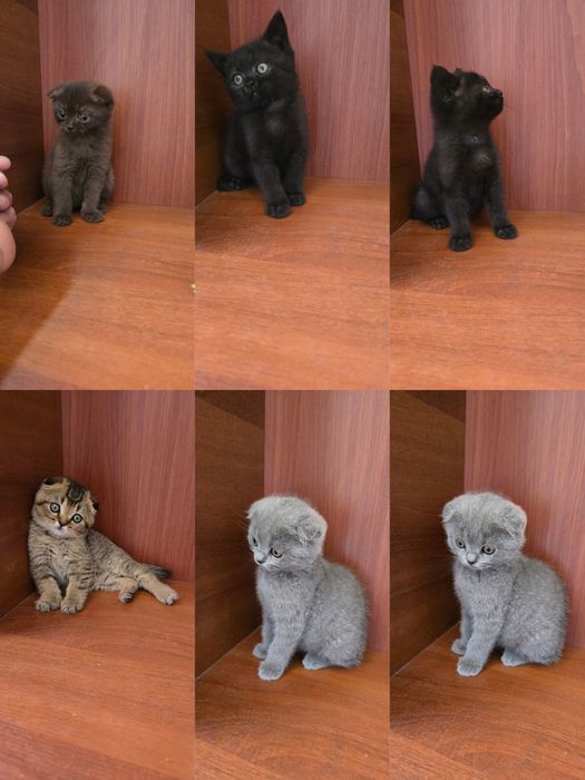 Продаются котята