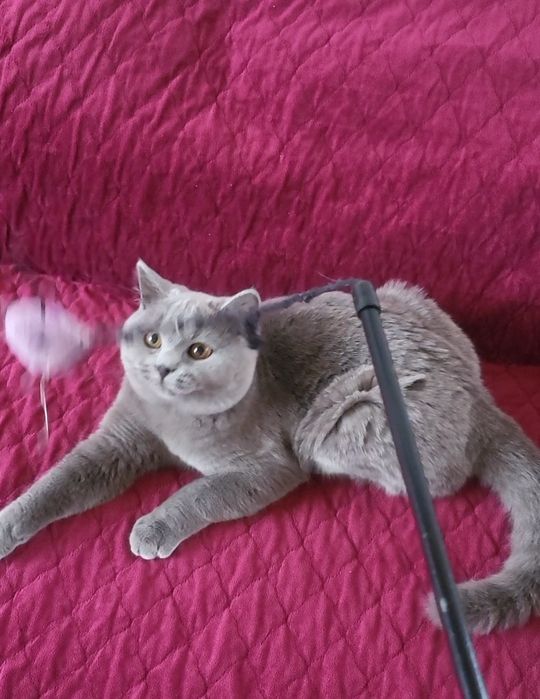 British shorthair