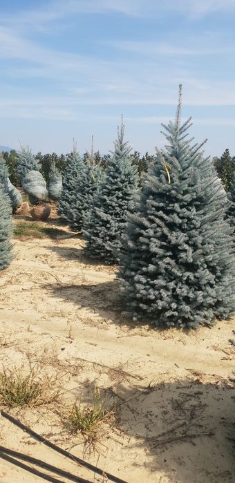 Vindem brazii argintii și verzi calitate extra