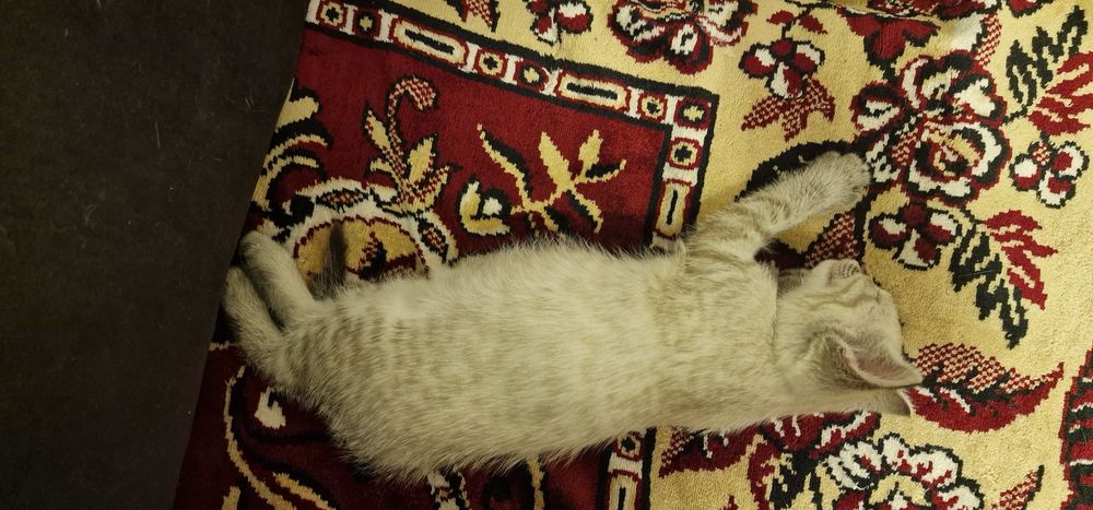 Отдаём котёнка 1-2 месяца