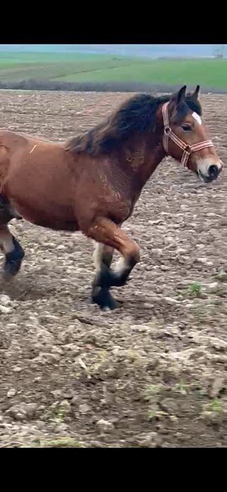 Vând manz de 10 luni ff cuminte un mânz cu forme bune gros