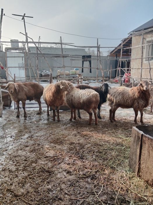 Қойлар сатылады семіз