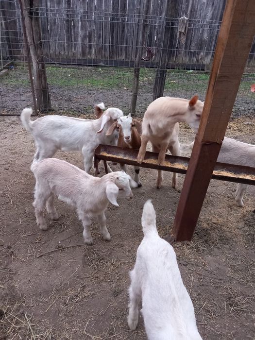 Iezi sannen și anglonubieni