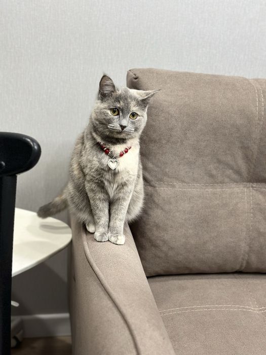 Отдам даром молодую кошечку 4-5 мес