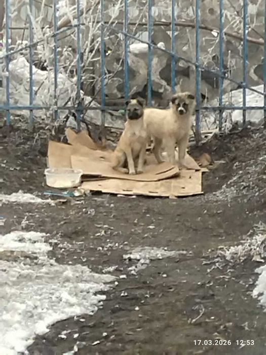 Ищем любящих хозяев для щенков!