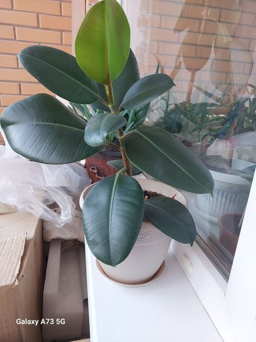 Продам фикус декоративный