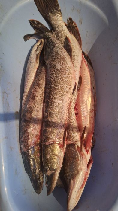 Продается щуки, икра шучья