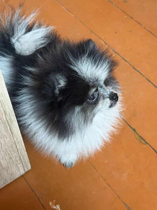 Мальчик Померанский шпиц
