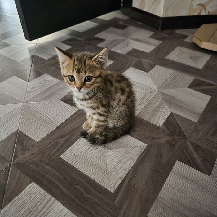 Продам породистых котят