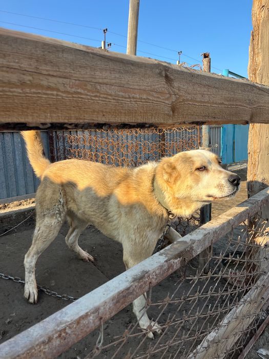 Алабай , еркек ит сатылады, ақылды, ірі,