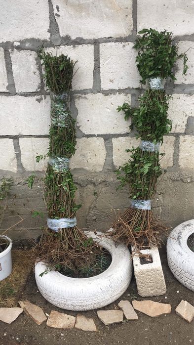 Gard Viu / Lemn Cainesc