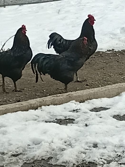 Петухи 2025 молодняк