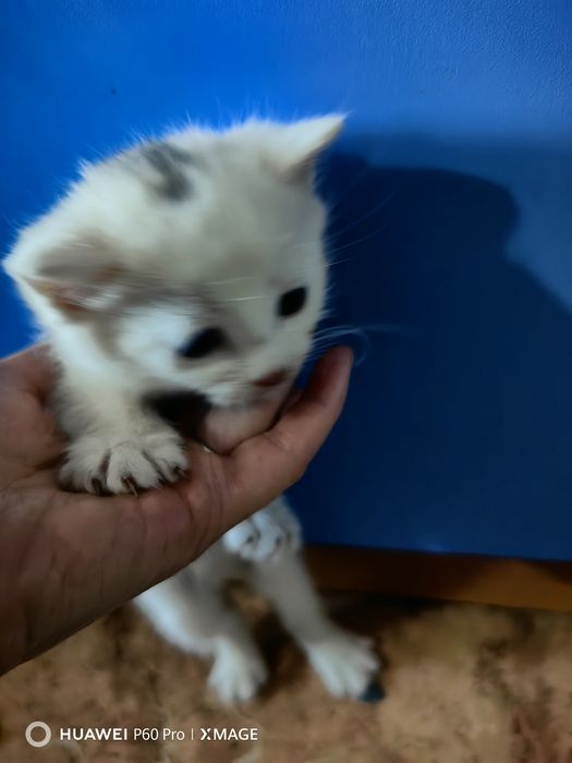 Отдам даром котят мальчики